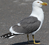 juvenile LBBG in October, ringed in Norway. (131273 bytes)