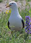 juvenile LBBG in October, ringed in Norway. (131273 bytes)