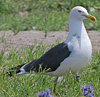 juvenile LBBG in October, ringed in Norway. (131273 bytes)