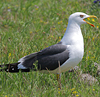 juvenile LBBG in October, ringed in Norway. (131273 bytes)