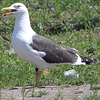 juvenile LBBG in October, ringed in Norway. (131273 bytes)