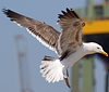 juvenile LBBG in October, ringed in Norway. (131273 bytes)