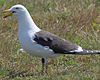 juvenile LBBG in October, ringed in Norway. (131273 bytes)