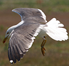 juvenile LBBG in October, ringed in Norway. (131273 bytes)