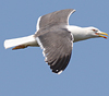 juvenile LBBG in October, ringed in Norway. (131273 bytes)