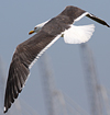 juvenile LBBG in October, ringed in Norway. (131273 bytes)