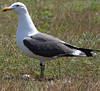 juvenile LBBG in October, ringed in Norway. (131273 bytes)
