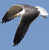 juvenile LBBG in October, ringed in Norway. (131273 bytes)