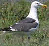 juvenile LBBG in October, ringed in Norway. (131273 bytes)