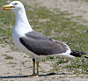 juvenile LBBG in October, ringed in Norway. (131273 bytes)