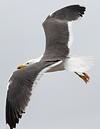 juvenile LBBG in October, ringed in Norway. (131273 bytes)