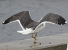 juvenile LBBG in October, ringed in Norway. (131273 bytes)