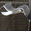 juvenile LBBG in October, ringed in Norway. (131273 bytes)