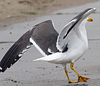 juvenile LBBG in October, ringed in Norway. (131273 bytes)