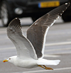3cy graellsii LBBG in June, ringed in the Netherlands. (135385 bytes)