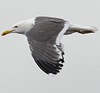 juvenile LBBG in October, ringed in Norway. (131273 bytes)