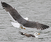 3cy graellsii LBBG in June, ringed in the Netherlands. (135385 bytes)