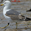 1cy argenteus in November, ringed in Belgium. (25637 bytes)