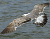 1cy argenteus in November, ringed in Belgium. (25637 bytes)