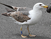 3cy graellsii LBBG in June, ringed in the Netherlands. (135385 bytes)