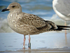 juvenile LBBG in September, ringed in Norway. (73485 bytes)