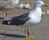 juvenile LBBG in September, ringed in Norway. (73485 bytes)