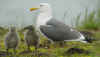 adult LBBG in June, ringed in the Netherlands.