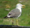 adult LBBG in June, ringed in the Netherlands.