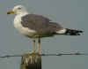 adult LBBG in June, ringed in Belgium. (57581 bytes)