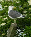 adult LBBG in June, ringed in the Netherlands. (90222 bytes)