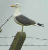 adult LBBG in June, ringed in the Netherlands. (49236 bytes)