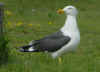 adult LBBG in June, ringed in the Netherlands. (72840 bytes)