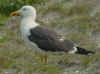 suspended moult in adult LBBG in June. (76647 bytes)