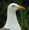 adult LBBG in June, ringed in the Netherlands. (57024 bytes)