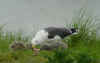 adult LBBG in June, ringed in the Netherlands. (61397 bytes)