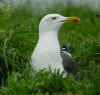 adult LBBG in June, ringed in the Netherlands. (77018 bytes)