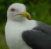 adult LBBG in June, ringed in the Netherlands. (41422 bytes)