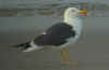 adult LBBG in June, ringed in the U.K. (49422 bytes)