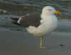 adult LBBG in June, ringed in Britain. (61948 bytes)
