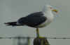 adult LBBG in June, ringed in the Netherlands. (62058 bytes)