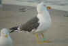 adult LBBG in June, ringed in the Netherlands. (56483 bytes)