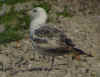 2cylbbg1598.jpg (81258 bytes)