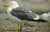 adult LBBG in June, ringed in the Netherlands.