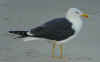 adult LBBG in June, ringed in the Netherlands. (65264 bytes)