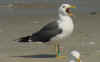 adult LBBG in June, ringed in the Netherlands. (57378 bytes)