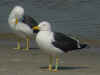 adult LBBG in June, ringed in the Netherlands. (62470 bytes)