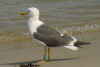 adult LBBG in June, ringed in the Netherlands. (62054 bytes)