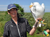 adult LBBG in June, ringed in the Netherlands. (57378 bytes)