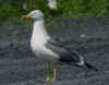 adult LBBG in June, ringed in Belgium. (74230 bytes)
