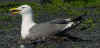 adult LBBG in June, ringed in the Netherlands. (66296 bytes)